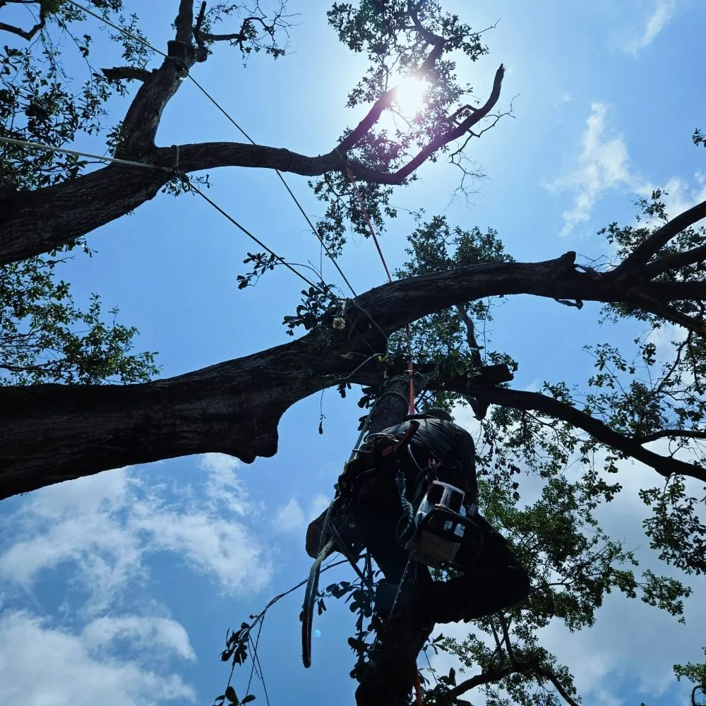 Custom garden landscaping experts serving Huntsville, TX - Branching Out