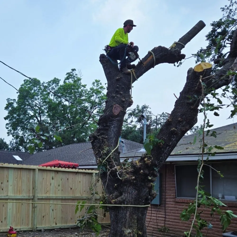 Affordable landscape installation experts serving Huntsville, TX - Branching Out