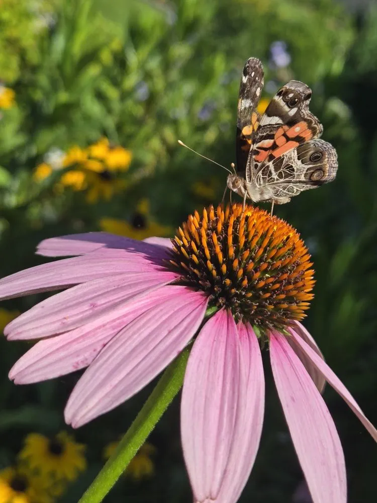 Professional landscaping services in Huntsville, TX by Branching Out