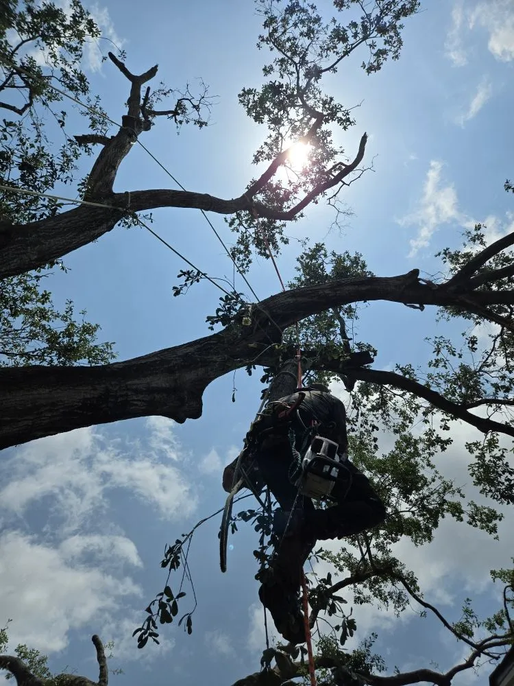 Custom yard maintenance in Huntsville, TX - Branching Out