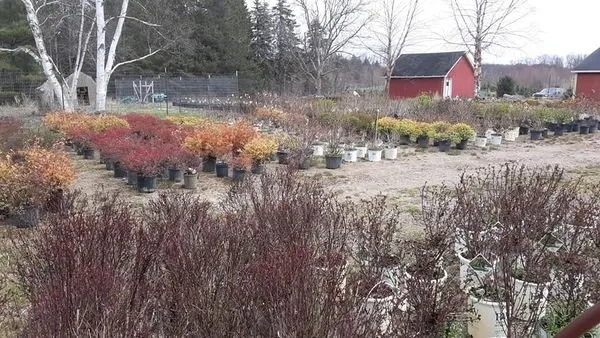 Branching Out Nursery Logo