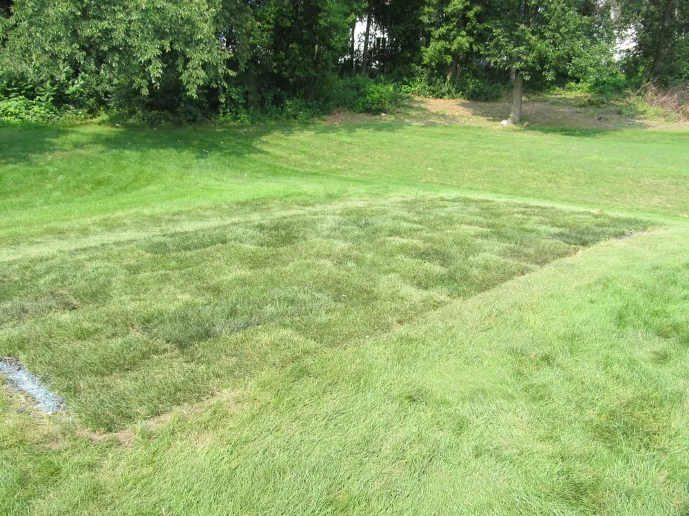 Reliable landscaping services for outdoor upgrades across Woodbury, MN - Branching Out Shrub Trimming