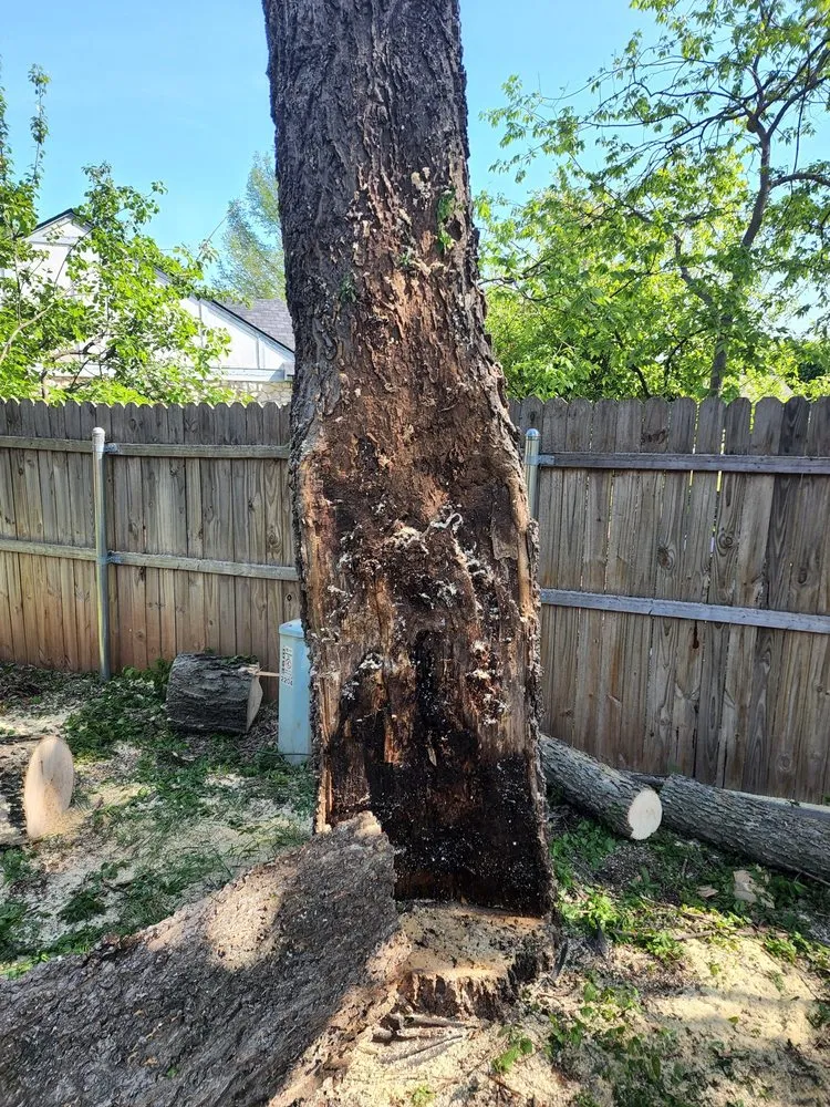 Local landscape installation in Moore, OK by Branching Out Tree Service