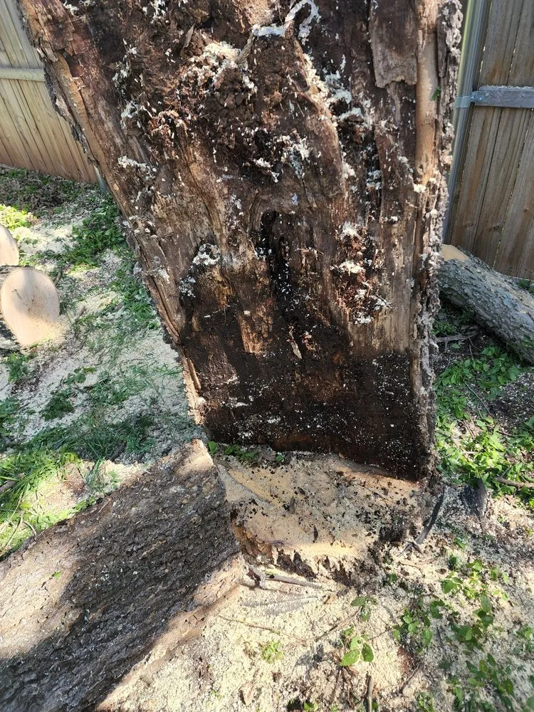 Expert yard maintenance in Moore, OK - Branching Out Tree Service