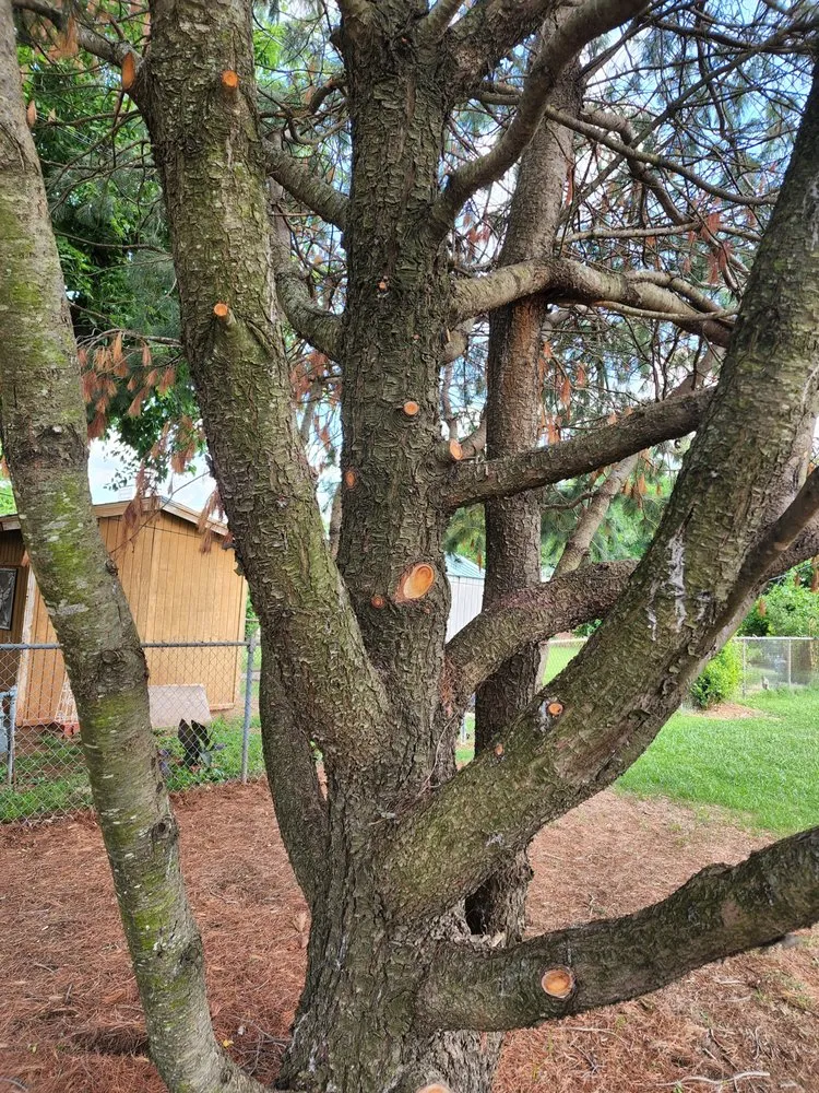 Professional lawn mowing service for homes in Moore, OK by Branching Out Tree Service