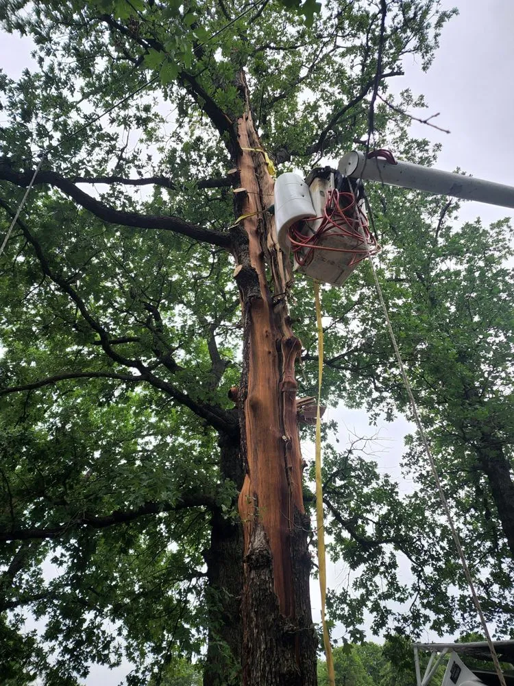 Custom yard cleanup service experts serving Moore, OK - Branching Out Tree Service