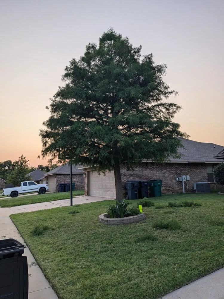 Reliable lawn care service near you across Moore, OK - Branching Out Tree Service