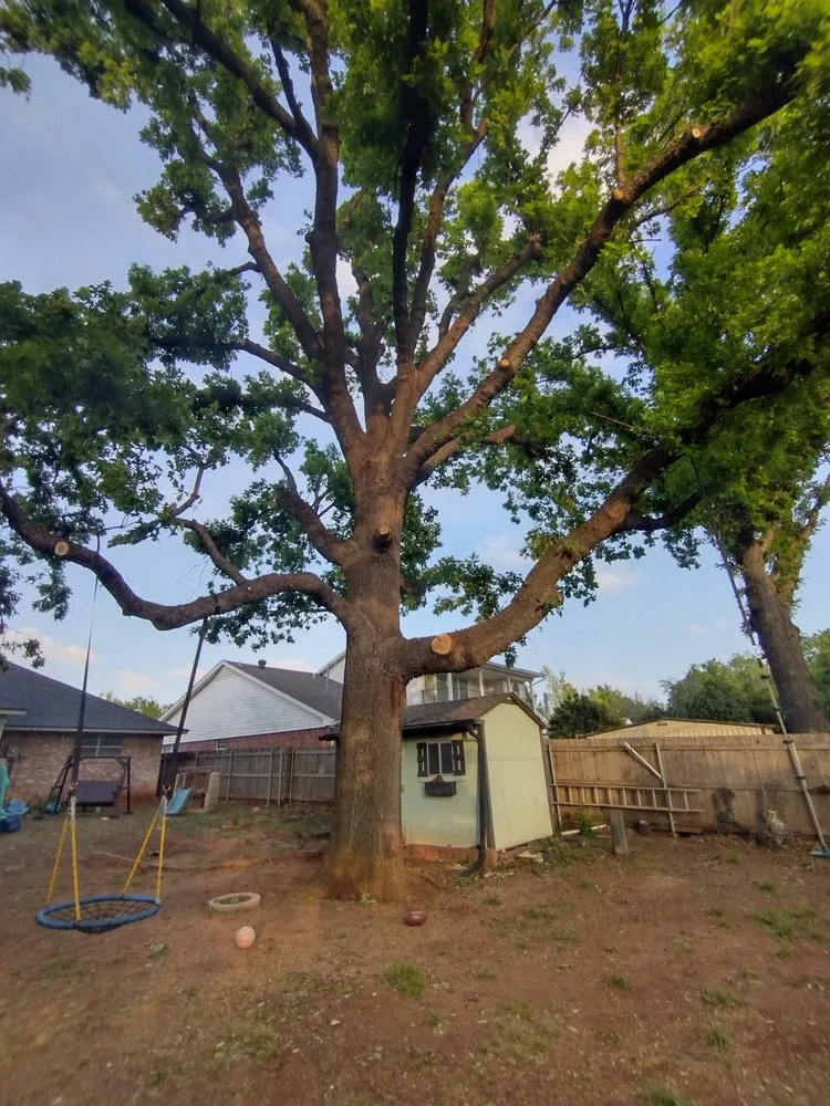 Affordable lawn care service experts serving Moore, OK - Branching Out Tree Service