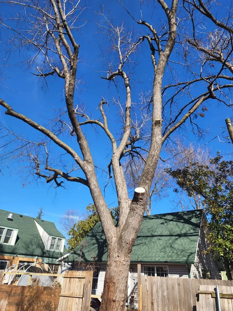 Reliable outdoor landscaping in Moore, OK - Branching Out Tree Service