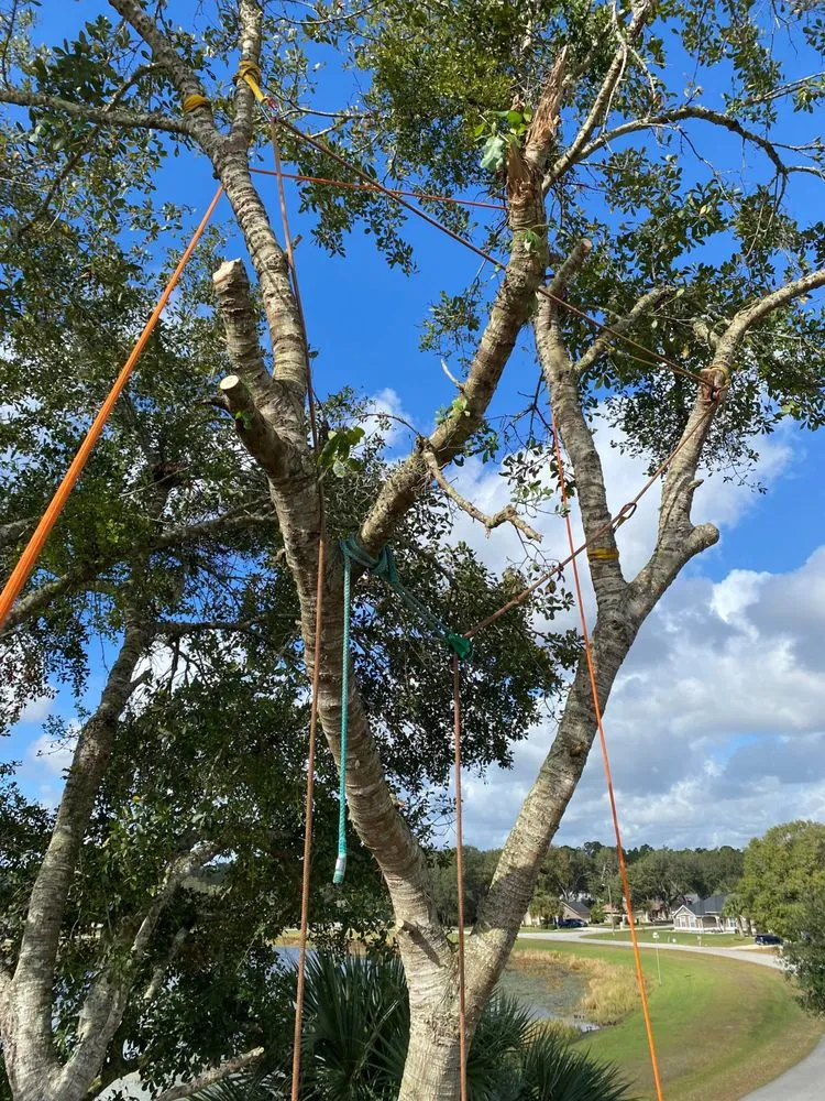 Top-rated yard cleanup service for residential properties across Belleview, FL - Branching Out Tree Specialist