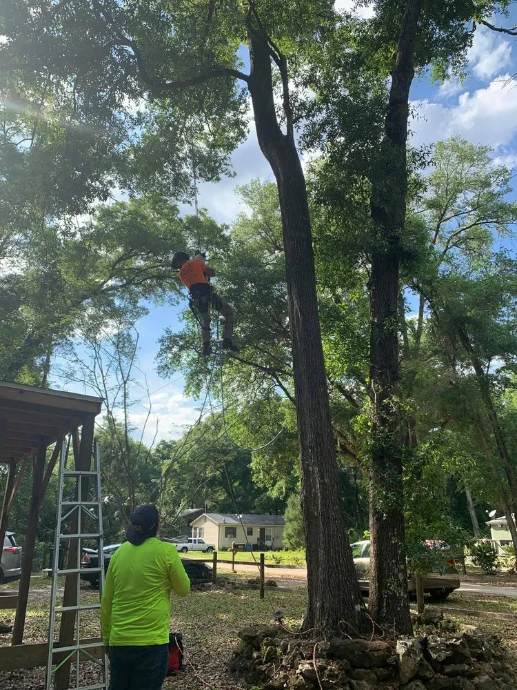 Professional landscape installation in Belleview, FL by Branching Out Tree Specialist