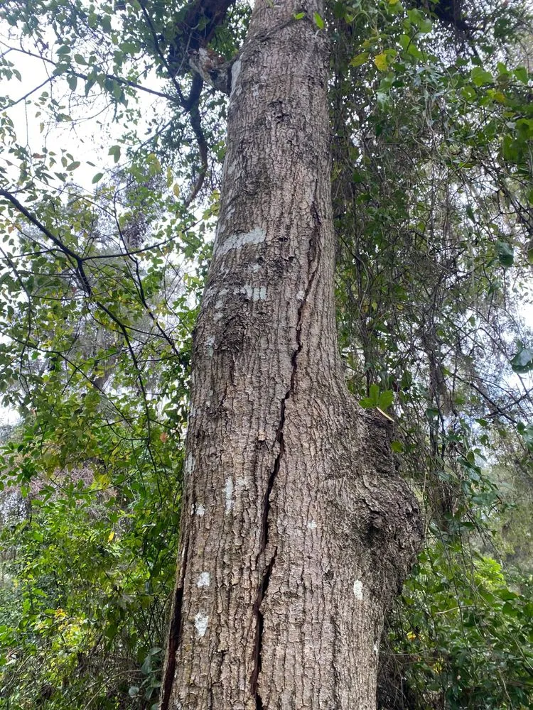 Top-rated landscape installation for beautiful yards across Belleview, FL - Branching Out Tree Specialist