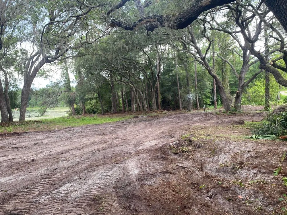 Top-rated landscaping services in Belleview, FL - Branching Out Tree Specialist