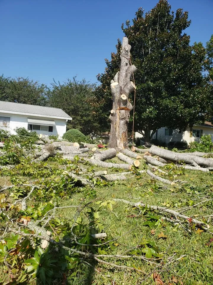 Expert garden landscaping in Belleview, FL by Branching Out Tree Specialist