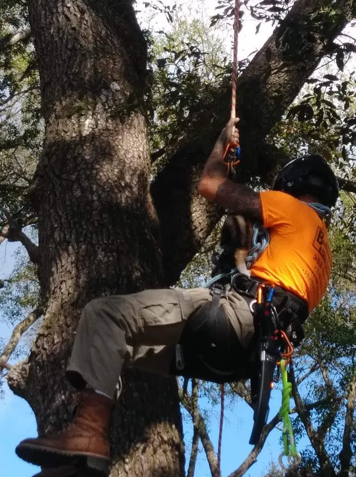 Top-rated residential landscaping for residential properties across Belleview, FL - Branching Out Tree Specialist