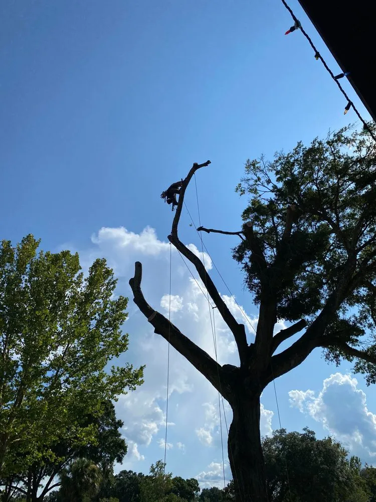 Top-rated landscape design for residential properties across Belleview, FL - Branching Out Tree Specialist