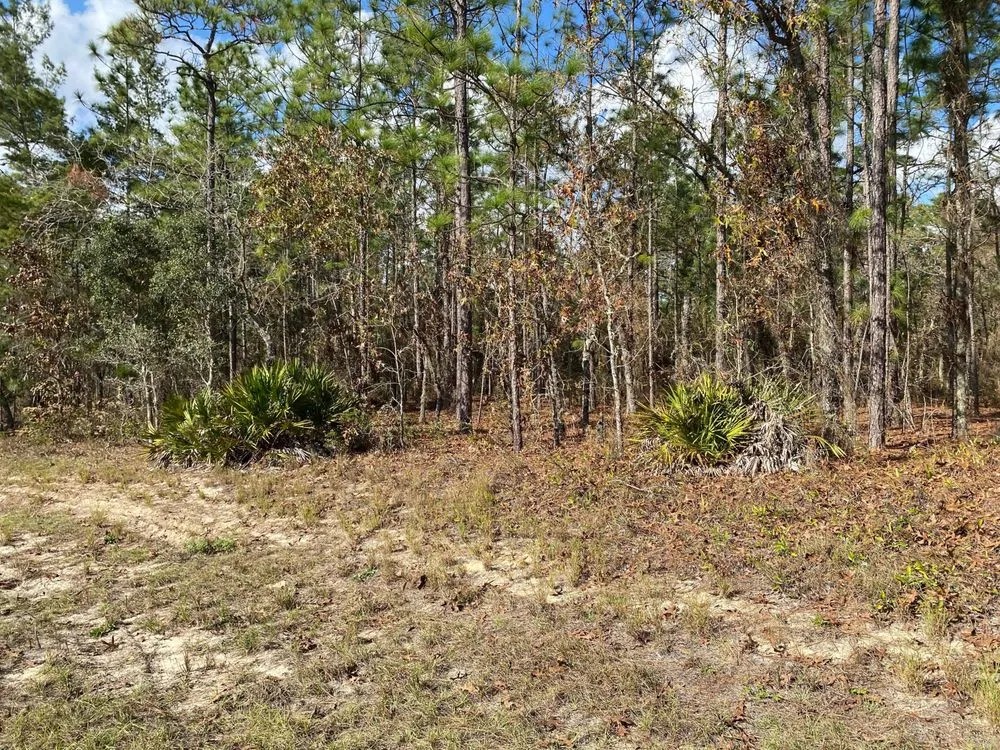 Professional landscaping services in Belleview, FL - Branching Out Tree Specialist