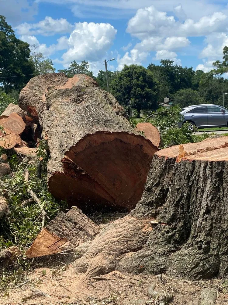 Local landscape design experts serving Belleview, FL - Branching Out Tree Specialist