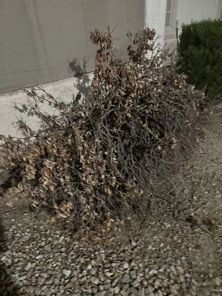 Trusted yard maintenance with custom design in Las Vegas, NV by Brandmark Landscape