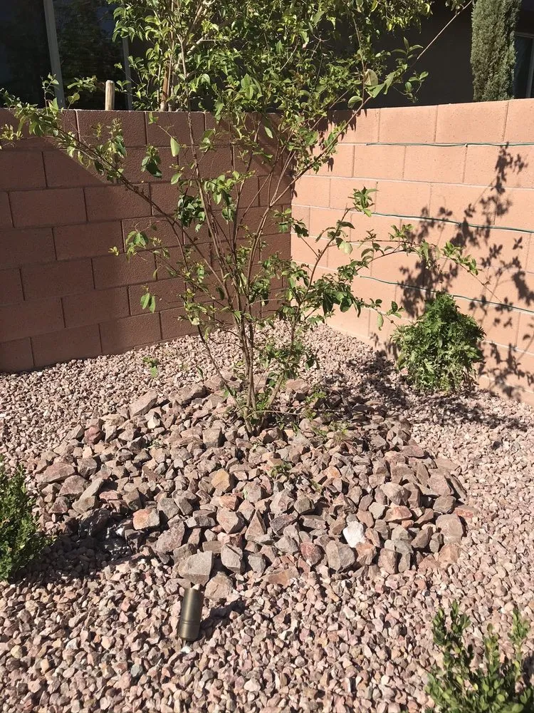 Local landscape design near you across Las Vegas, NV - Brandmark Landscape