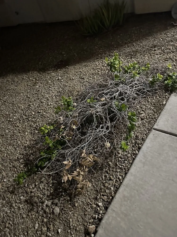 Custom outdoor landscaping in Las Vegas, NV by Brandmark Landscape