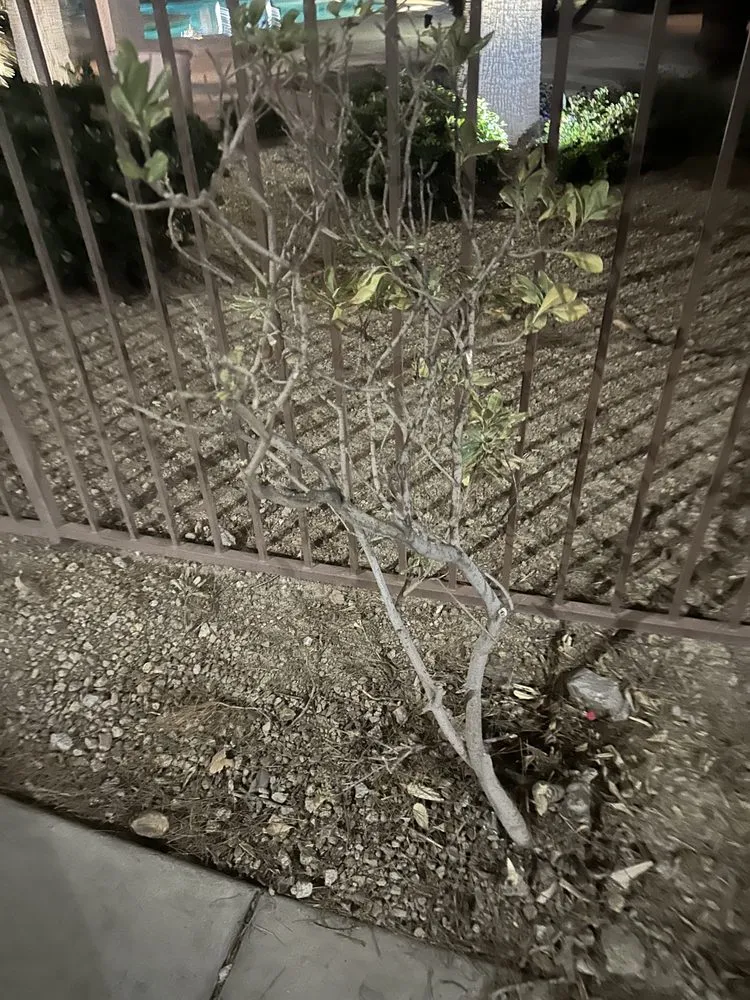 Trusted landscaping services for beautiful yards in Las Vegas, NV by Brandmark Landscape