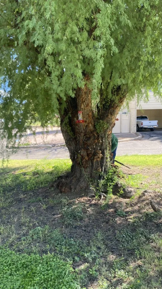 Trusted lawn care service experts serving Tucson, AZ - Brandon & son