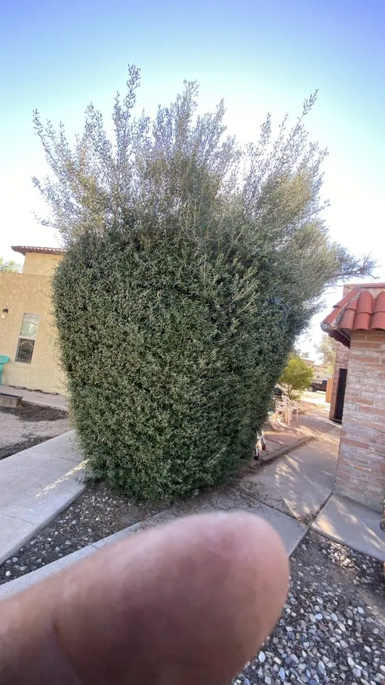 Custom garden landscaping in Tucson, AZ by Brandon & son