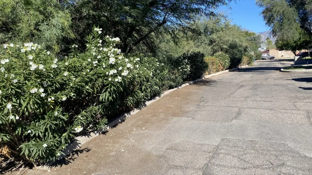 Trusted yard maintenance for year-round maintenance in Tucson, AZ by Brandon & son