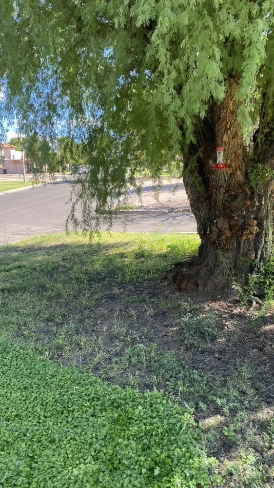 Local landscaping services with custom design in Tucson, AZ by Brandon & son