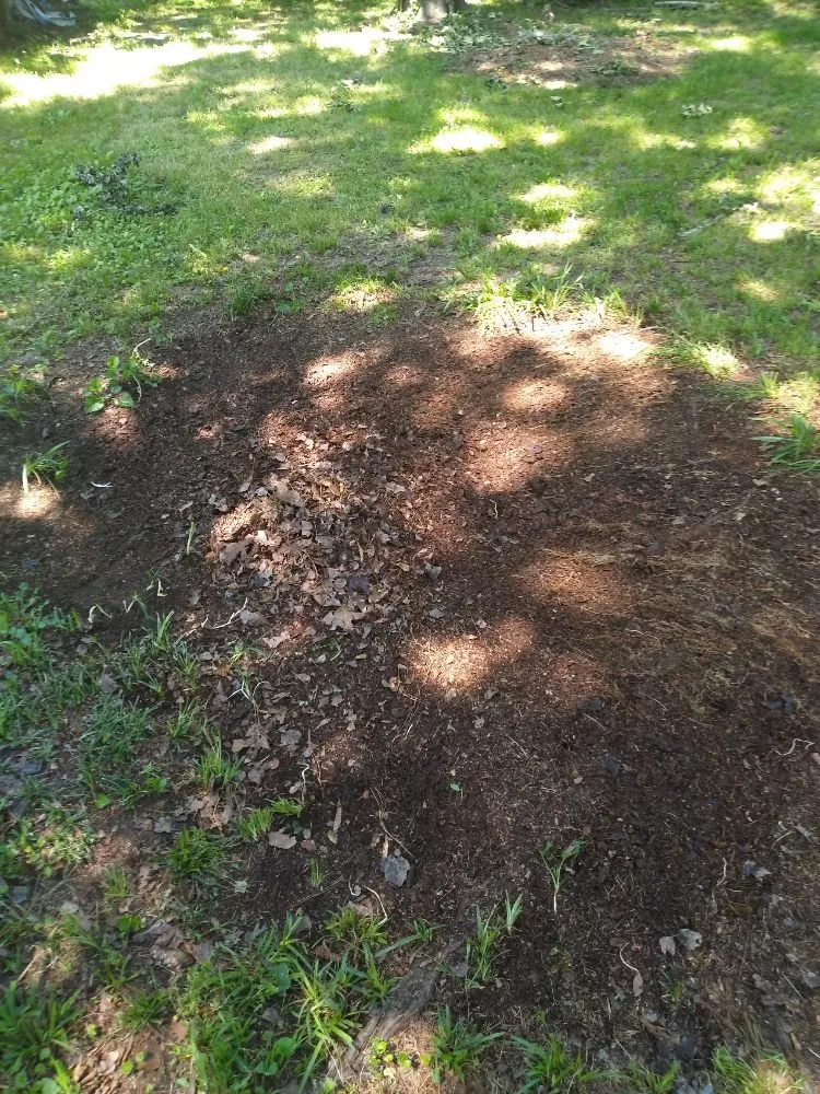 Affordable yard cleanup service in Batesburg, SC - Brandon Garcia