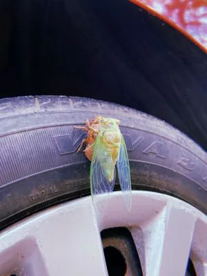 Brandon Pest Control Logo