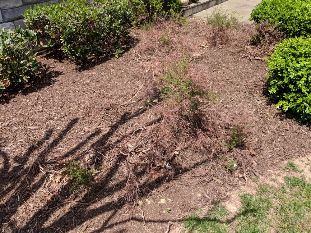 Top-rated yard cleanup service in Lorton, VA - Brandon Rushing Lawn & Garden Care