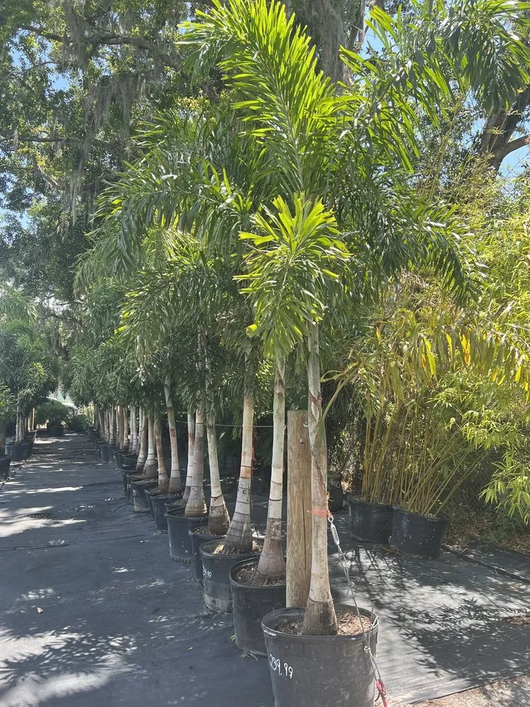 Local landscaping services for beautiful yards in Riveriew, FL by Brandon Sod