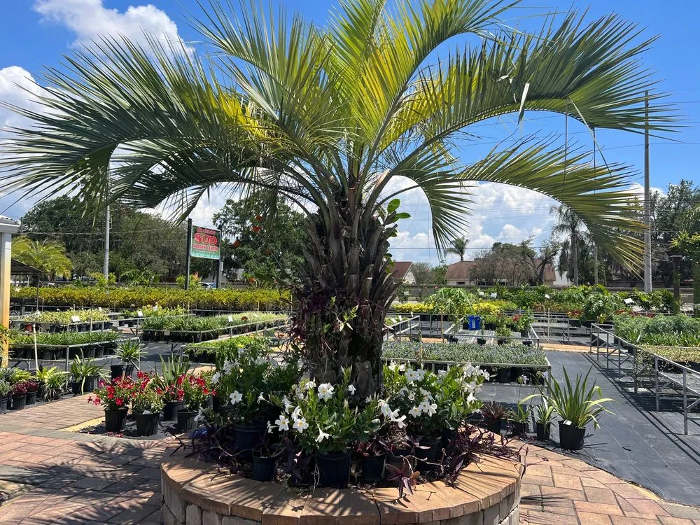Custom yard maintenance for year-round maintenance in Riveriew, FL by Brandon Sod