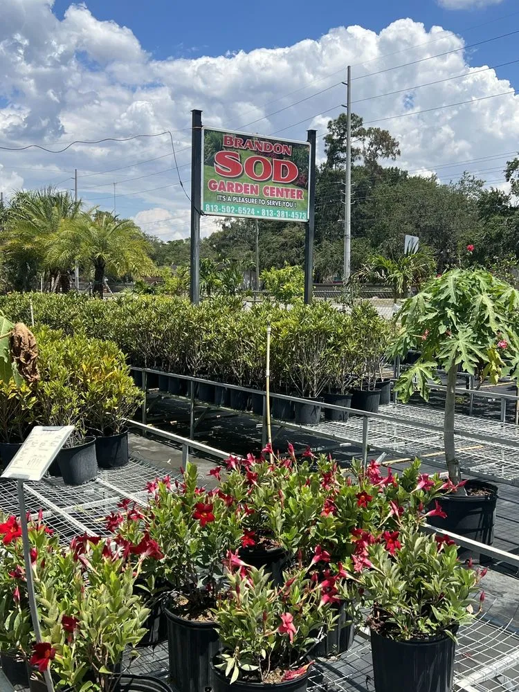 Custom yard cleanup service for beautiful yards across Riveriew, FL - Brandon Sod