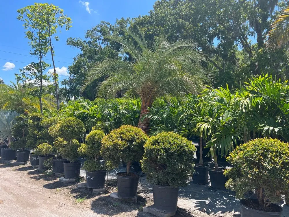 Expert yard cleanup service experts serving Riveriew, FL - Brandon Sod
