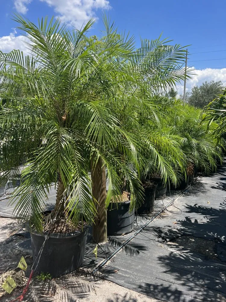Affordable landscape installation for beautiful yards in Riveriew, FL by Brandon Sod