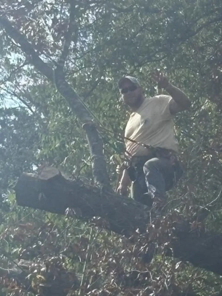 Professional yard maintenance for residential properties across O Fallon, MO - Brandon trees