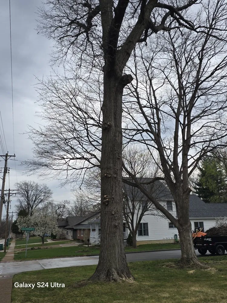 Reliable lawn mowing service experts serving O Fallon, MO - Brandon trees