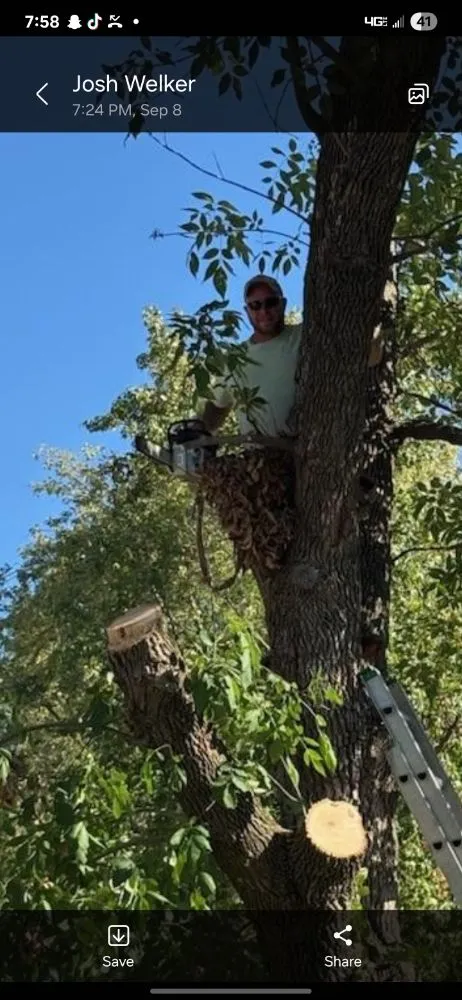 Expert yard cleanup service experts serving O Fallon, MO - Brandon trees