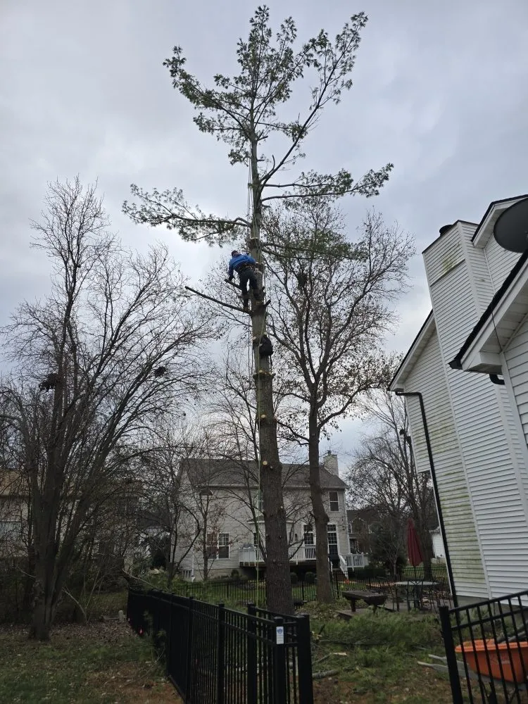 Reliable lawn care service in O Fallon, MO - Brandon trees