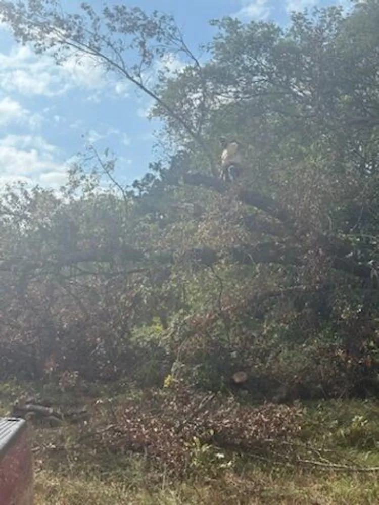 Affordable yard maintenance in O Fallon, MO - Brandon trees