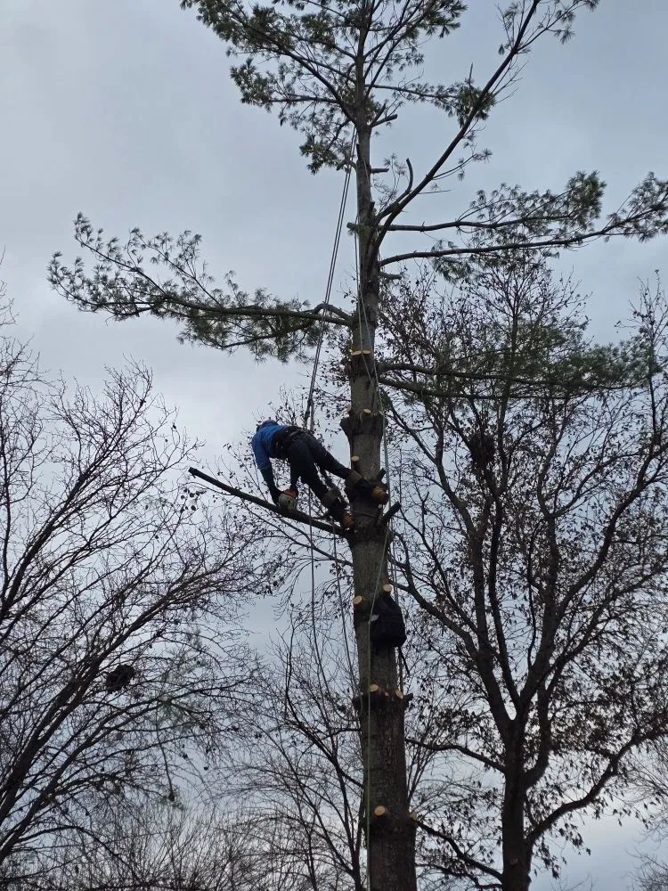 Local landscaping services experts serving O Fallon, MO - Brandon trees