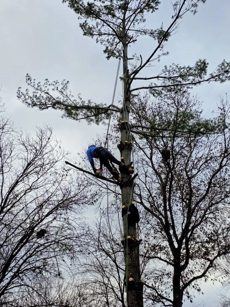 Reliable residential landscaping in O Fallon, MO by Brandon trees