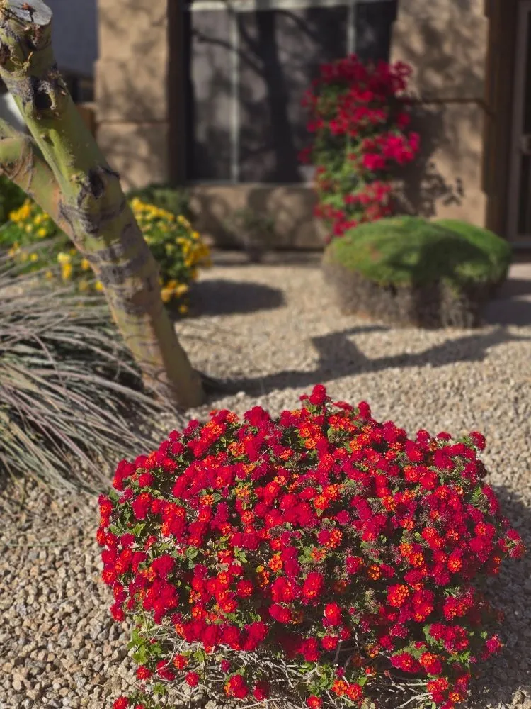 Trusted landscape installation experts serving Glendale, AZ - Brandon’s Landscape Services