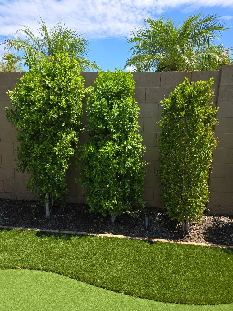 Expert landscape design for year-round maintenance across Glendale, AZ - Brandon’s Landscape Services