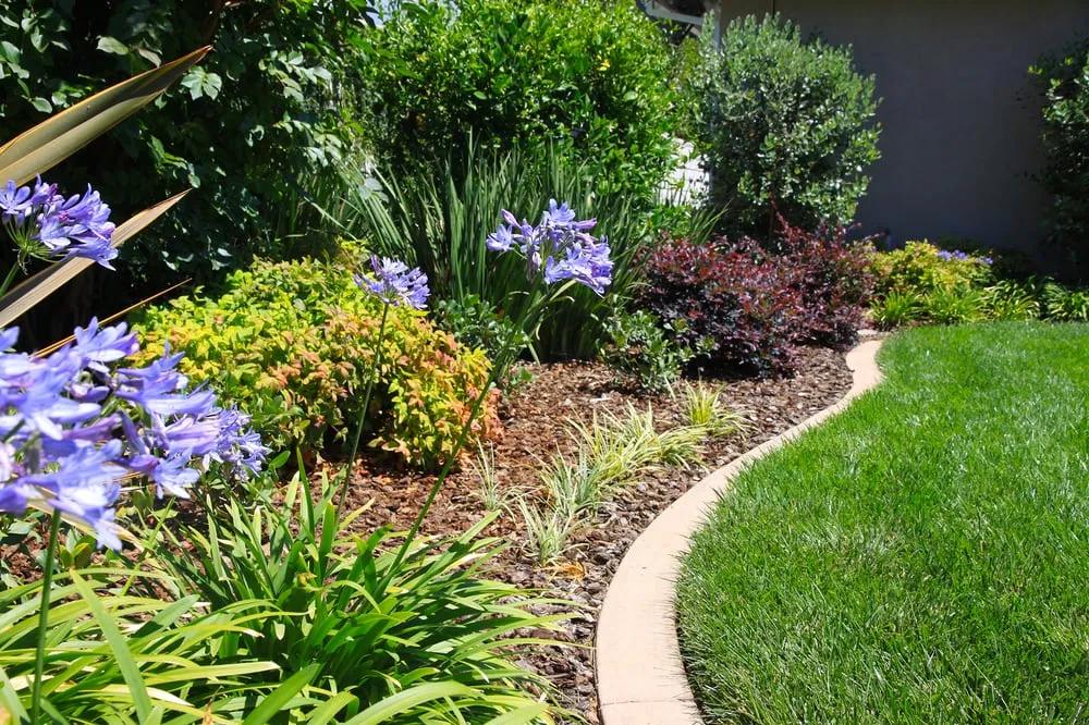 Expert yard cleanup service in Monrovia, CA by Brandon's Landscapes