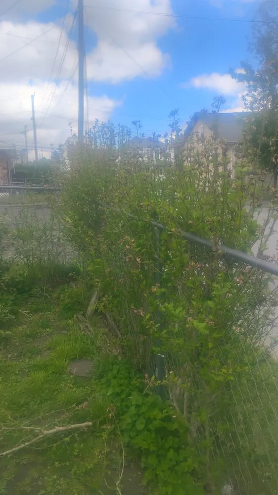 Affordable lawn mowing service for year-round maintenance in Bluefield, VA by Brandons Lawncare & Landscaping