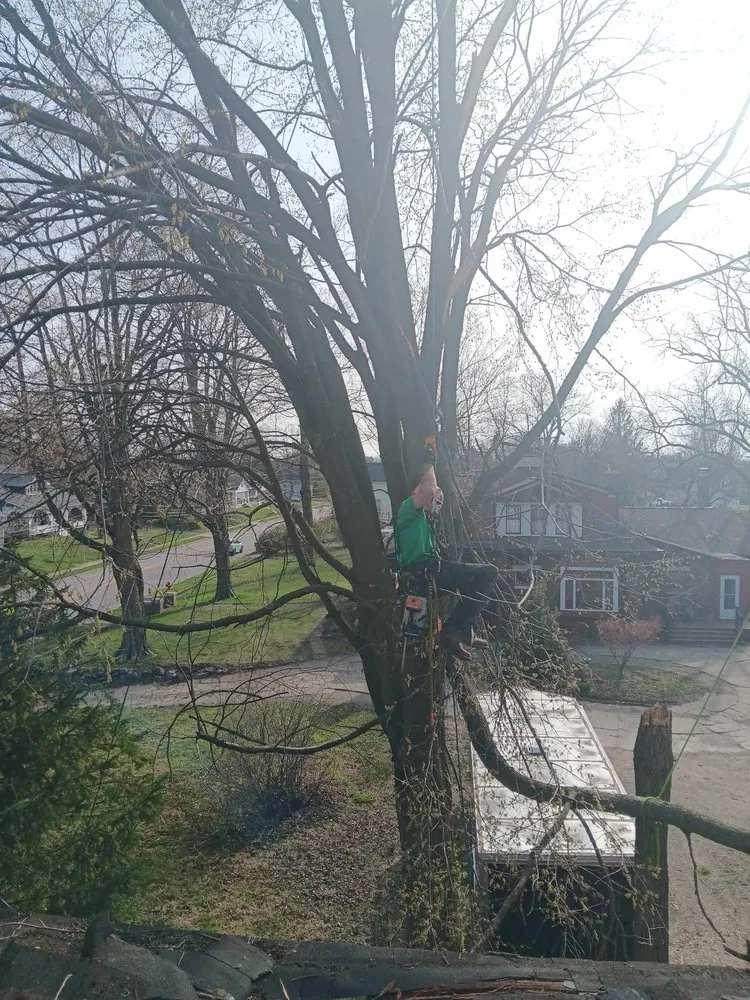 Top-rated landscaping services for residential properties across Chillicothe, OH - Brandon's Tree Service and Landscape Management